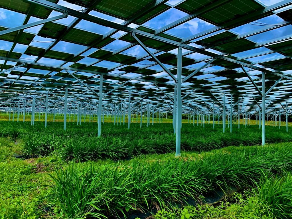 ＯＳＧは太陽光パネルの下で農作物を作る「営農型太陽光発電所」から電力調達する取り組みを始めた