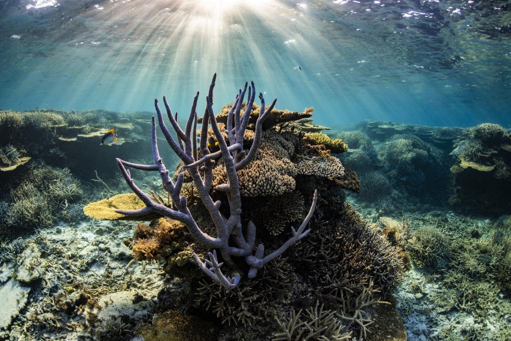 毎年観察していた、まるで鹿の角のようなエダサンゴ