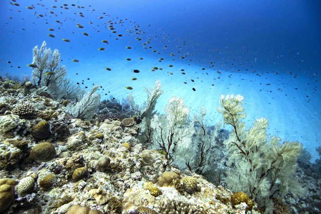 伊平屋島の太陽を浴びるイソバナの群生