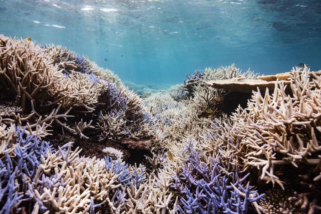 死ぬ手前なのにどこか美しく見えたサンゴの力強い姿