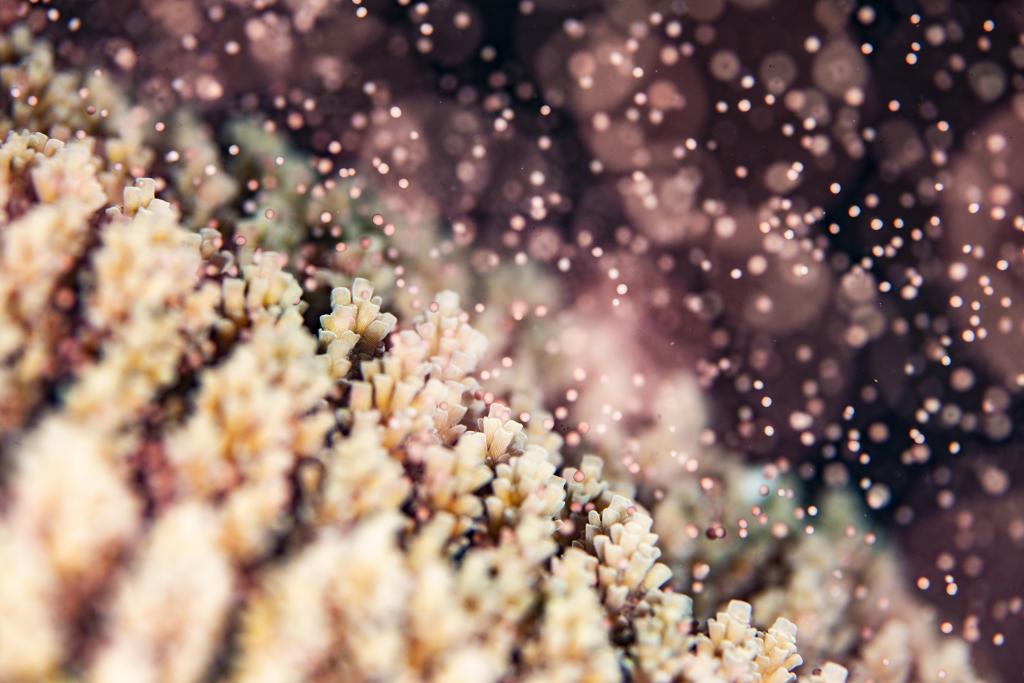 ６月になると産卵して新たな命が旅立つ