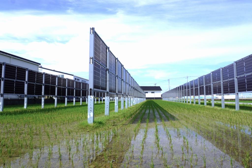 垂直型の太陽光パネルを設置した田んぼで酒米を栽培
