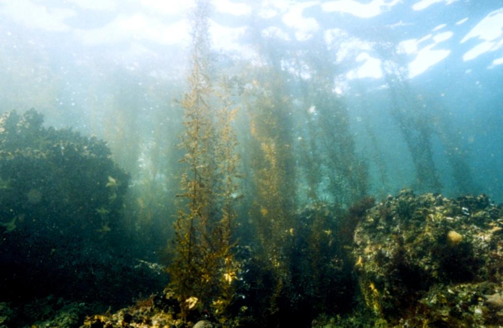 生物共生護岸に繁茂する海藻