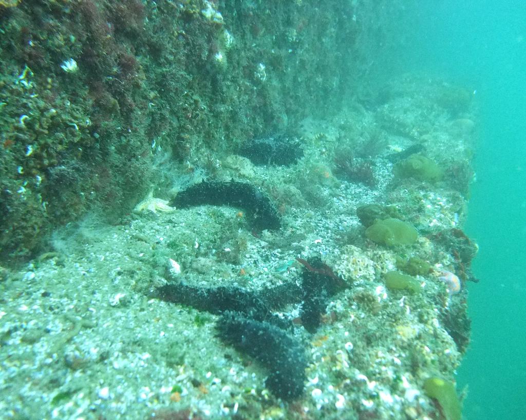 生物共生護岸上のマナマコ