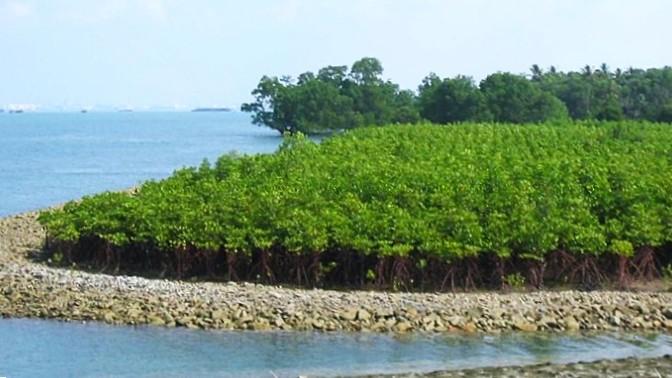 新たに造成されたマングローブ林