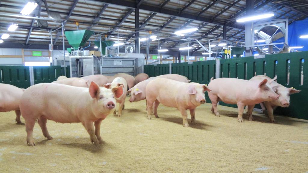 【写真１】 「ＰＩＧ　ＬＡＢＯ」によって養豚業の業務効率化を図る（日本ハム）