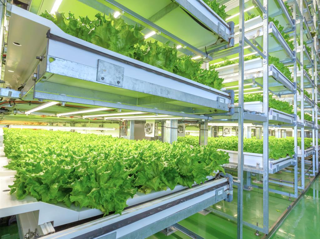 【写真２】 レタスを生産する完全人工光型・水耕栽培植物工場の「杉戸量産実証工場」（大気社）