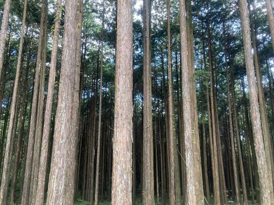 静岡県産の木材を使用する