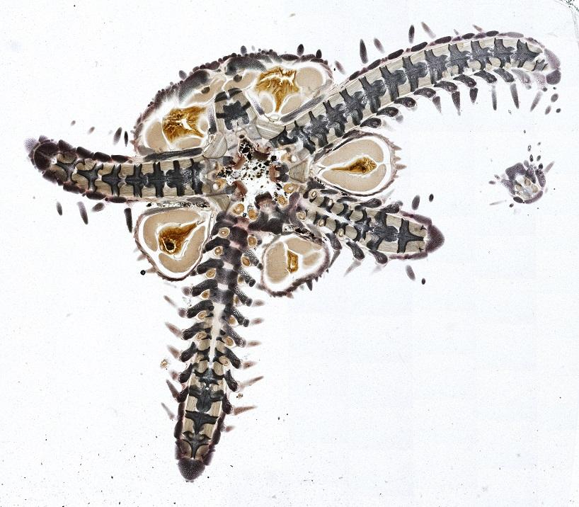 今回の特別企画展示に出展する田尻薄片製作所の薄片技術