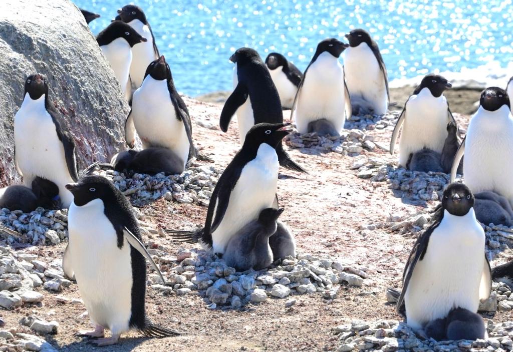 アデリーペンギンの群れ。生態系については未知な部分も多いが、データロガーにより徐々に明らかになりつつある（国立極地研究所提供）