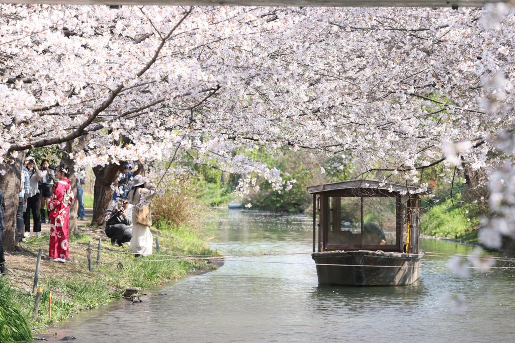 京都伏見の十石船（４月）