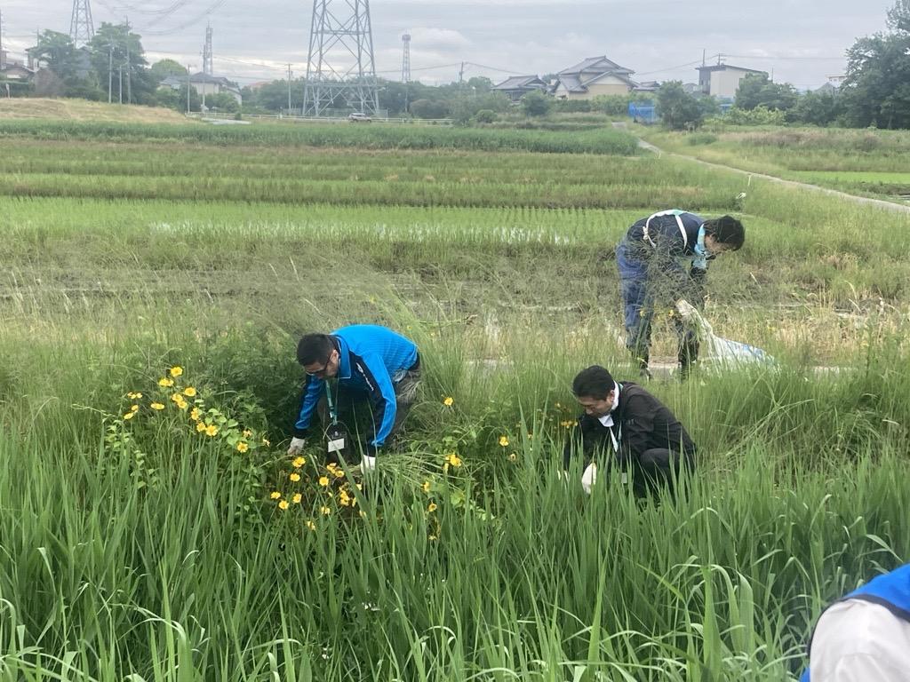 オオキンケイギクの駆除活動をみよし市内で実施