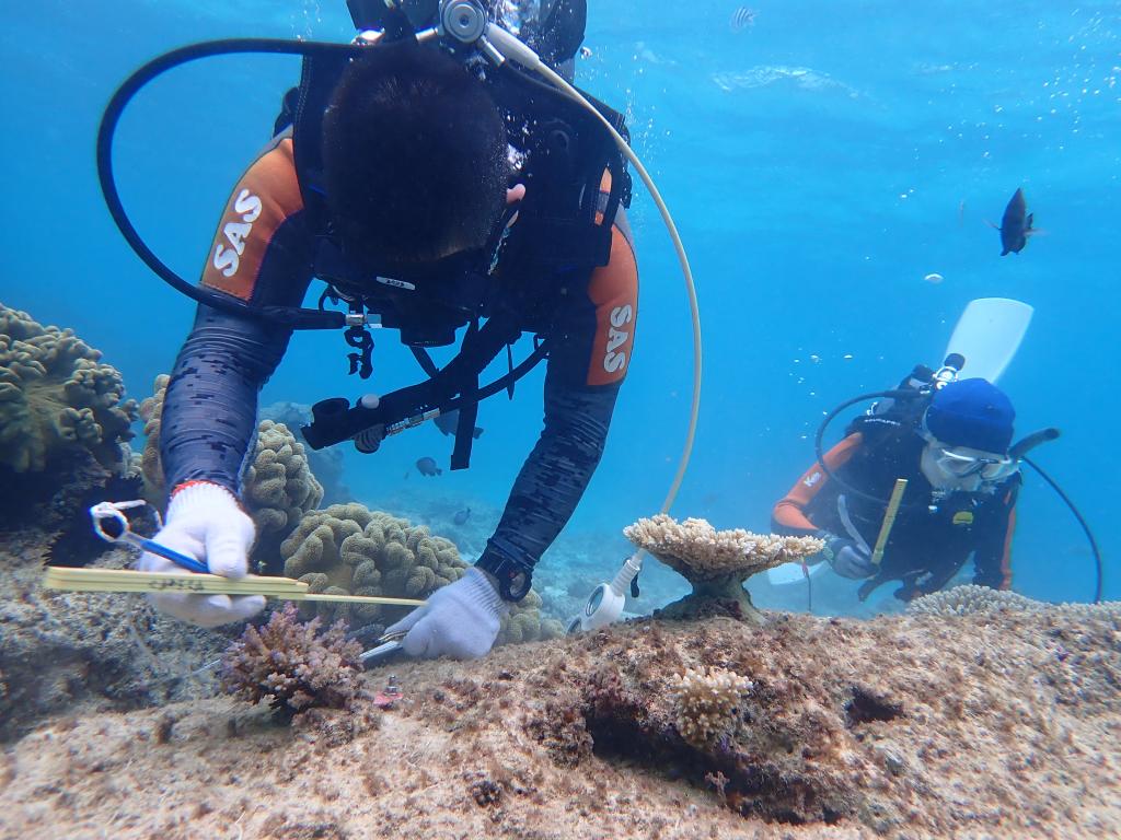 サンシャイン水族館は２００６年からサンゴの保全・再生プロジェクトを行っている（サンシャインシティ提供＝１０面に関連記事）