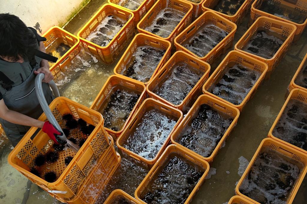 廃棄うどんを餌に、厄介者だったムラサキウニを育成。新食材として提供