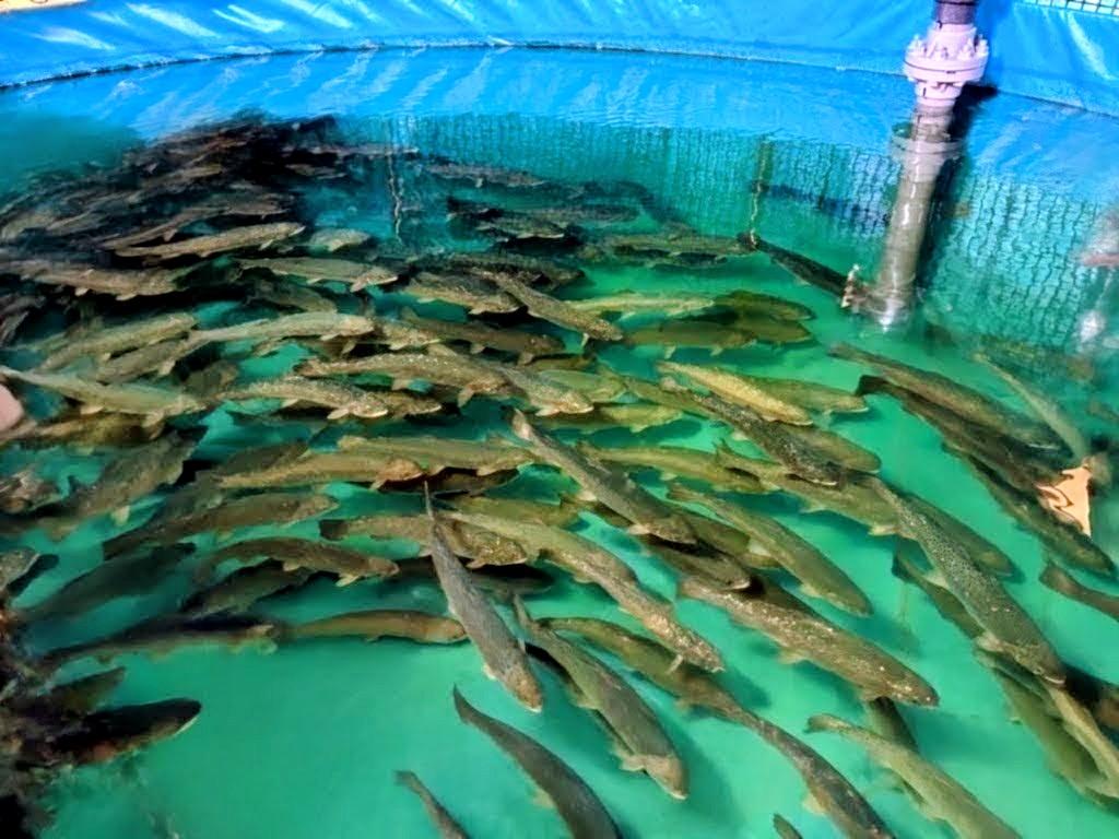 脱窒システムを導入することで飼育水を再利用でき、補給水の低減、水資源節約を実現