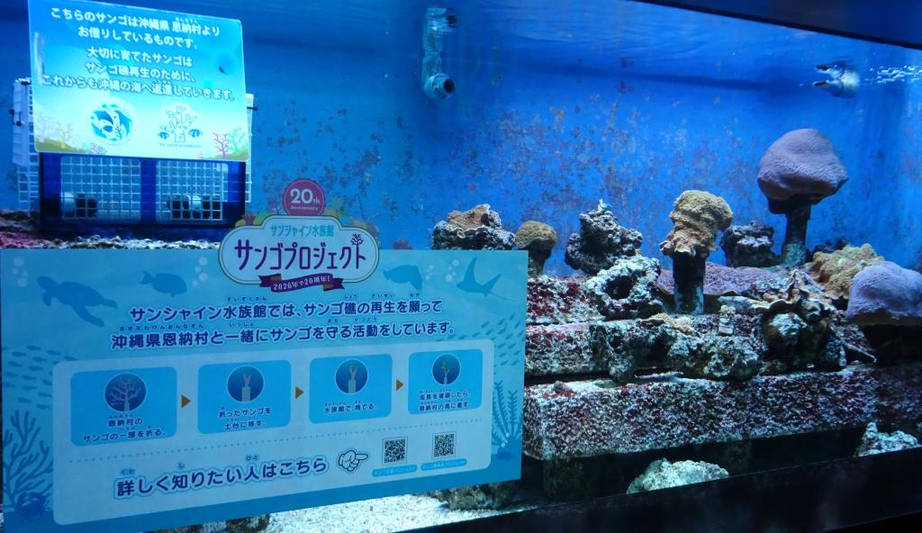 恩納村の海のサンゴを育成・展示するサンシャイン水族館の水槽