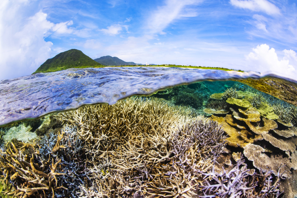 米崎海岸を少し沖に泳げばサンゴが一面に広がっている