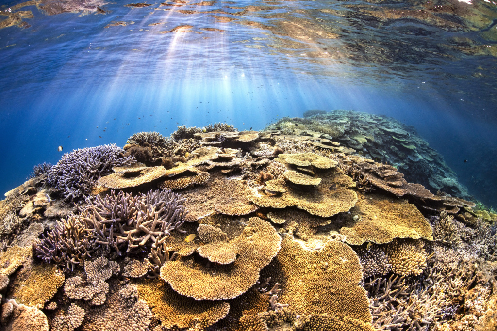 陽が沈む３０分前に海に入ると暖色が強くなりサンゴが黄金に輝く