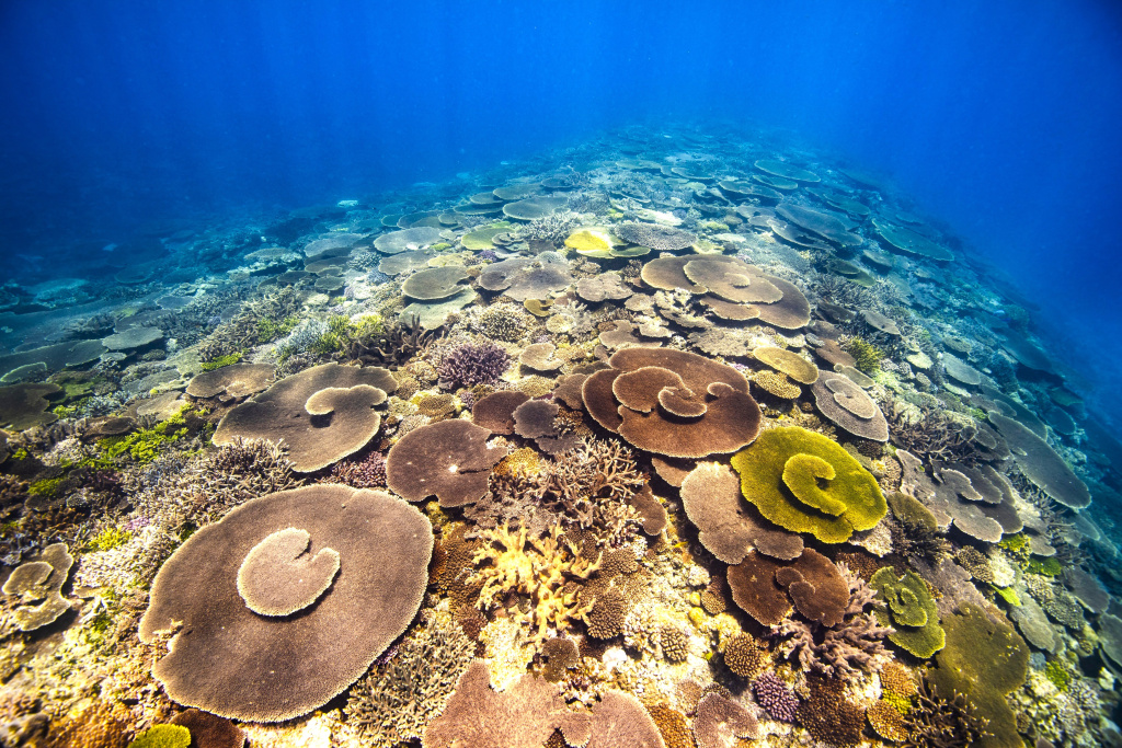 あるがままの姿が残る美しいテーブルサンゴとエダサンゴの群生