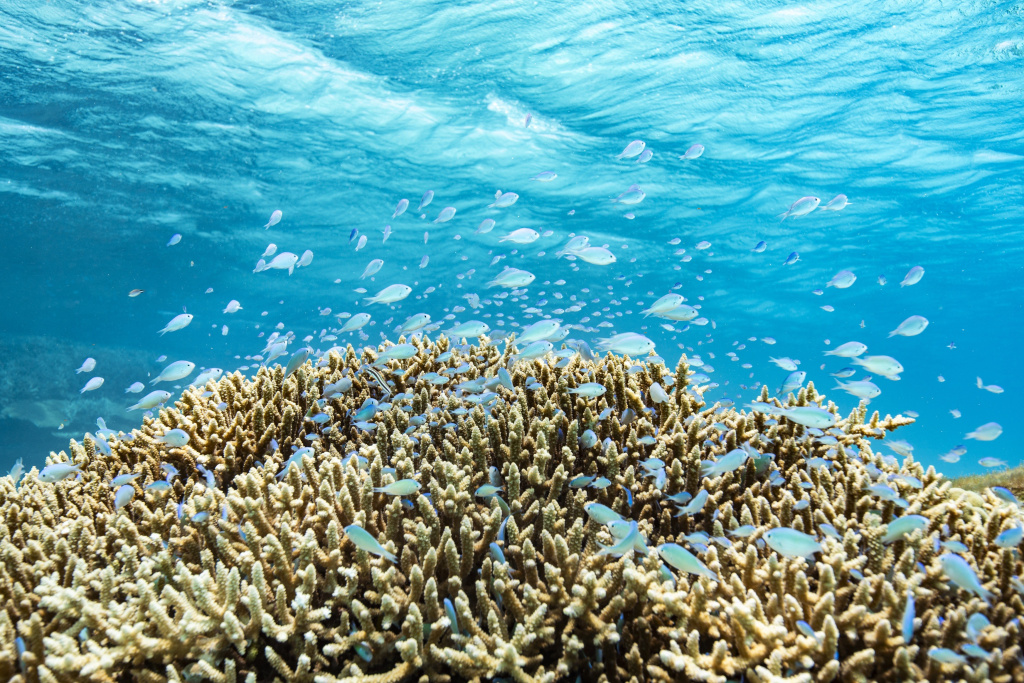 サンゴは魚の住処。デバスズメダイが住みつく