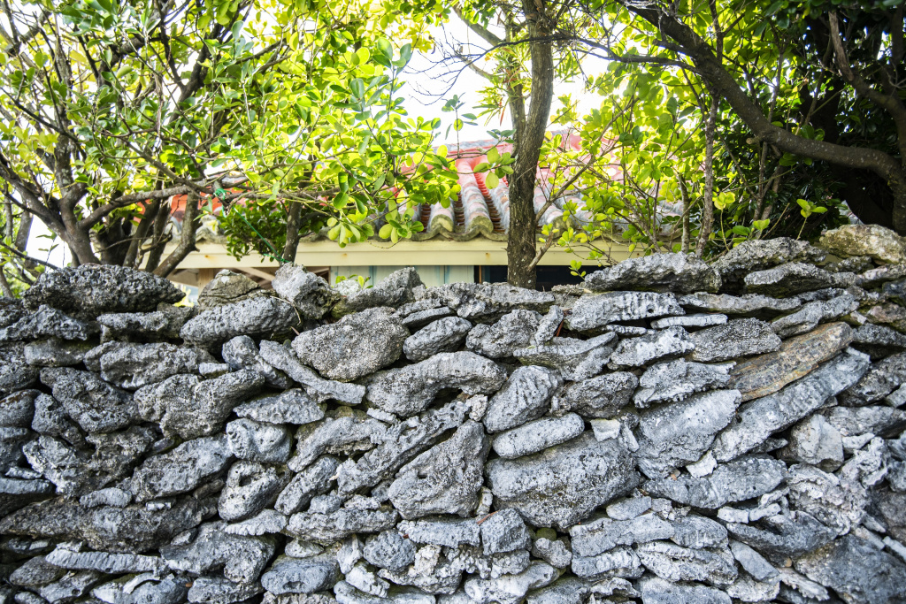 多くの石垣は死んだサンゴがそのまま積み上げられている