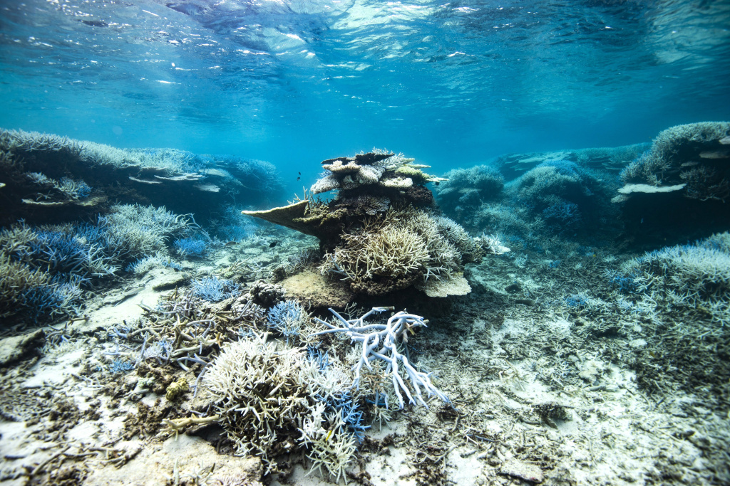 白化した直後の台風で、大好きだった鹿の角のようなサンゴは折れてしまった