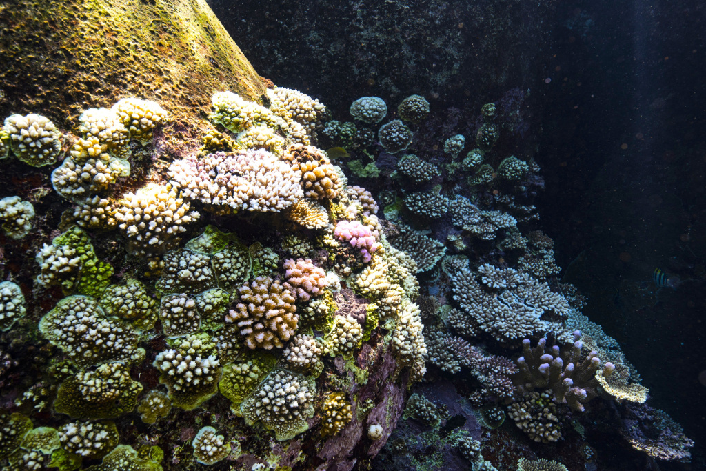 うまく着生し成長が始まった若いサンゴ