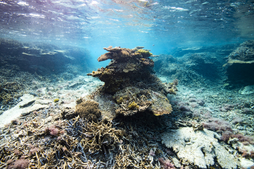 高水温に耐えきれなかったサンゴは死に、春になれば藻が生える