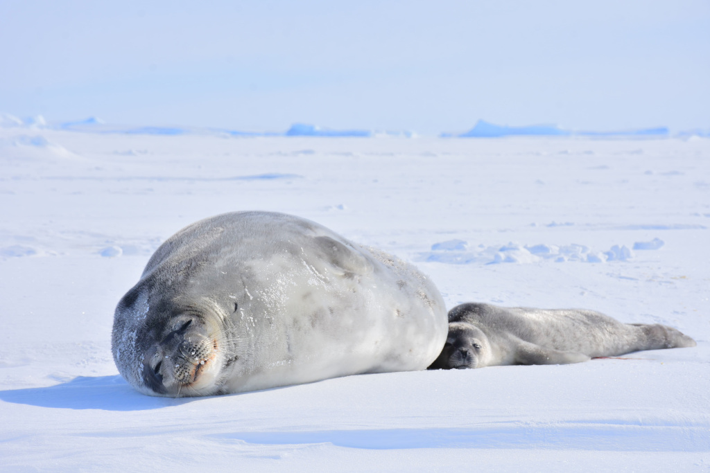南極での観測データは環境変動や生態系などの解析において重要な役割を果たす（２面に関連記事、国立極地研究所提供）
