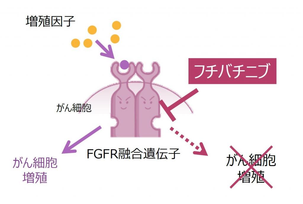 世界初の共有結合型ＦＧＦＲ阻害薬「フチバチニブ」（大鵬薬品工業提供）