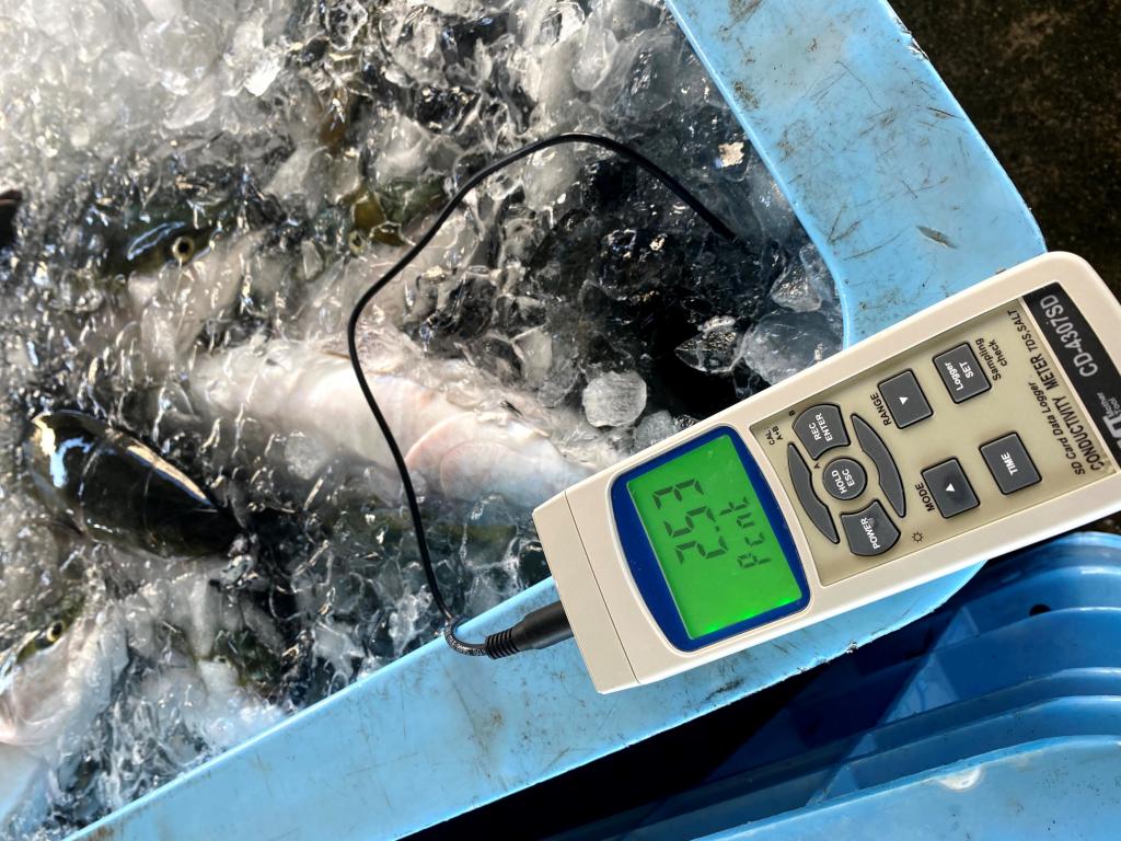 魚の鮮度を数値で見える化