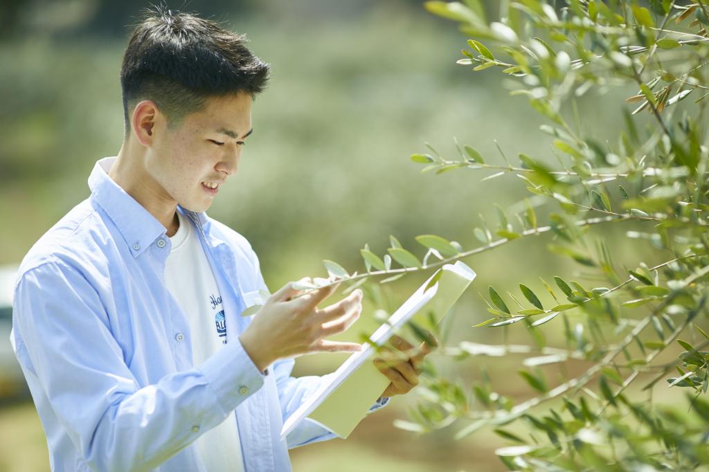 地域の新たな魅力の創出に向け「湘南オリーブ」のブランド化に取り組む。学生はまずオリーブ園で栽培方法の違いや収穫の仕方を学ぶ