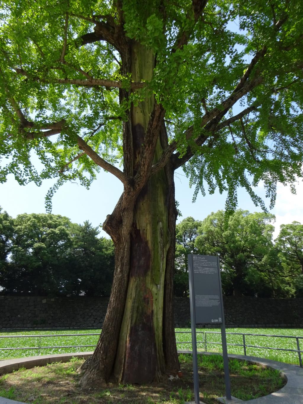 関東大震災直後に発生した火災で一面焼け野原になる中で生き残った「震災イチョウ」。樹齢１５０年を数えるも、火災の跡を幹に残しながら今年も葉を茂らせる